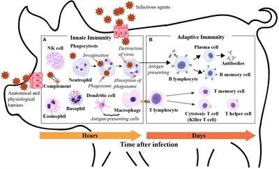 Exploring Phenotypes for Disease Resilience in Pigs Using <mark class="highlighted">Complete Blood Count</mark> Data From a Natural Disease Challenge Model